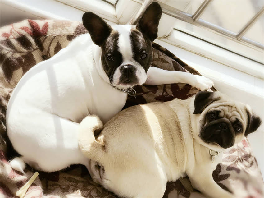 图片 幼犬疫苗最佳接种时间表：3阶段防护指南（附疫苗种类与注意事项）1.jpg