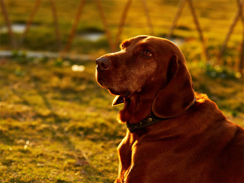 图片 幼犬疫苗最佳接种时间表：3阶段防护指南（附疫苗种类与注意事项）2.jpg