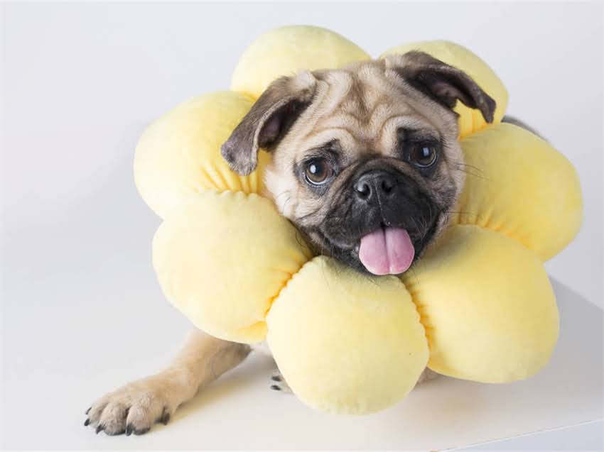 图片 幼犬疫苗详细流程与时间表：科学接种指南及注意事项.jpg