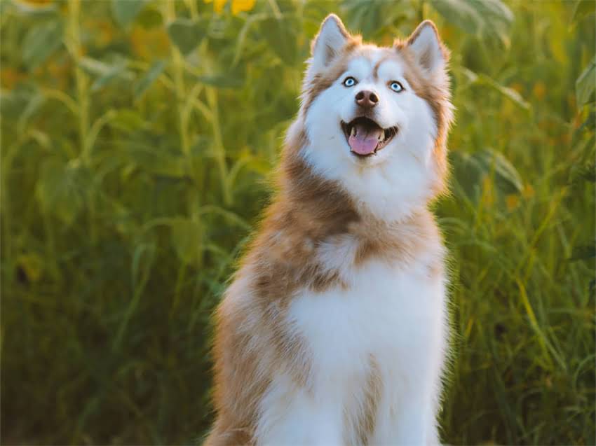 图片 幼犬科学喂养指南：不同月龄一天吃多少狗粮？附营养搭配与喂食禁忌.jpg