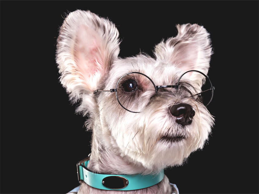 图片 幼犬科学喂养指南：不同月龄一天吃多少狗粮？附营养搭配与喂食禁忌2.jpg