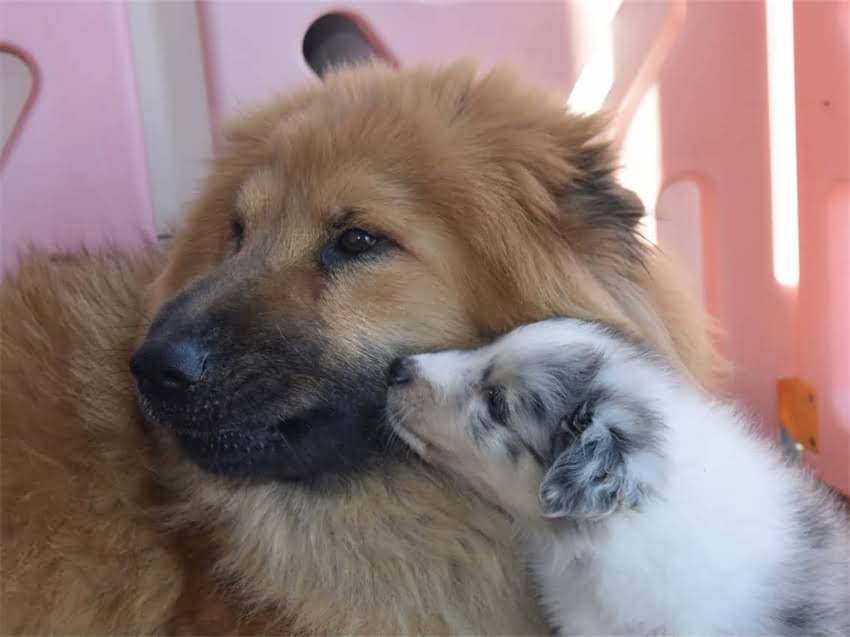 图片 幼犬细小病毒全攻略：科学治疗+疫苗防护指南（附详细流程）.jpg