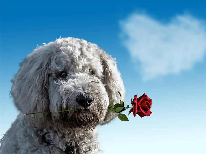 图片 幼犬细小病毒全攻略：科学治疗+疫苗防护指南（附详细流程）1.jpg