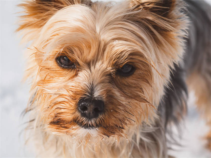 图片 幼犬腹泻10天自救指南｜新手养狗必看腹泻全攻略🐾1.jpg