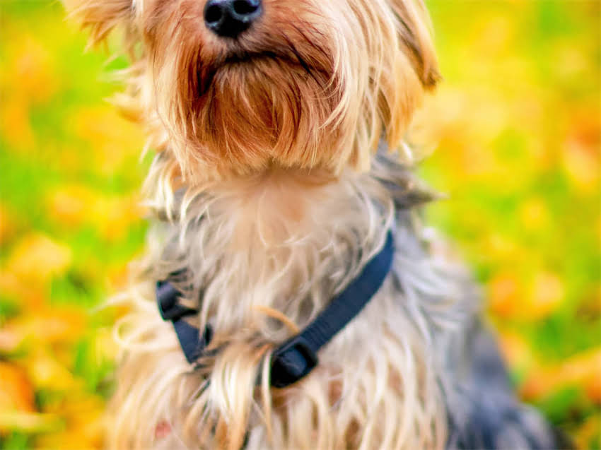 图片 幼犬萨摩耶科学喂养指南：5大禁忌食物与7大营养需求全1.jpg