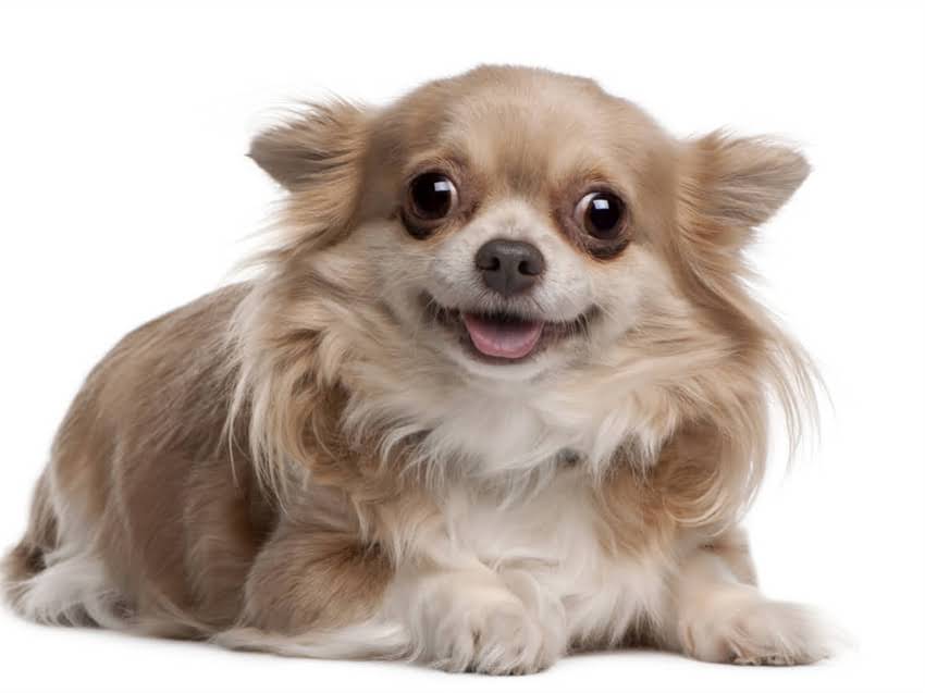 图片 幼犬驱虫打疫苗全攻略：科学防护这样做，狗狗健康又活泼1.jpg