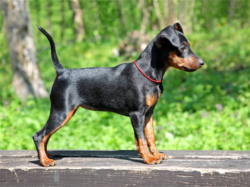 图片 幼犬驱虫打疫苗全攻略：科学防护这样做，狗狗健康又活泼2.jpg