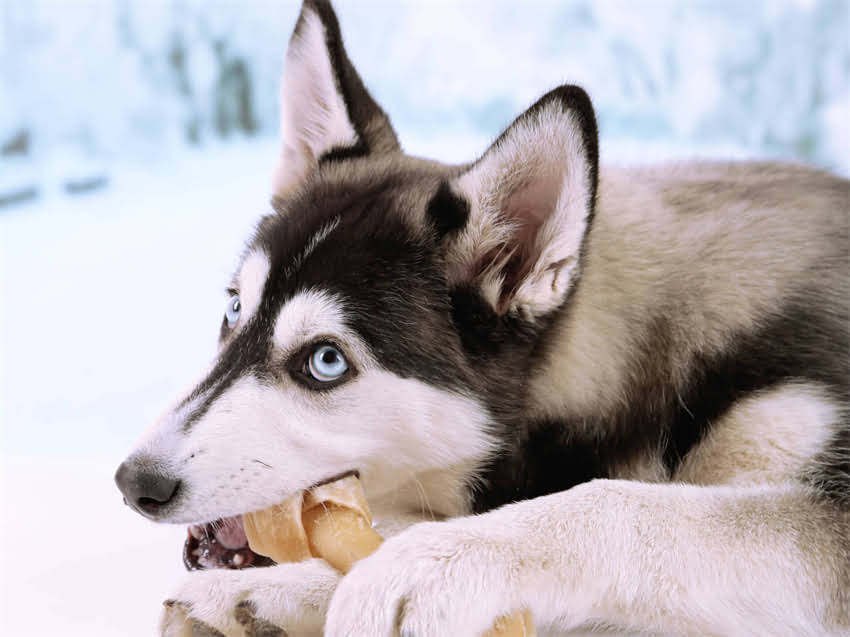 图片 幼猫喂养必读！猫粮配肉的科学依据与实操指南：资深宠物医生详解猫咪营养密码1.jpg