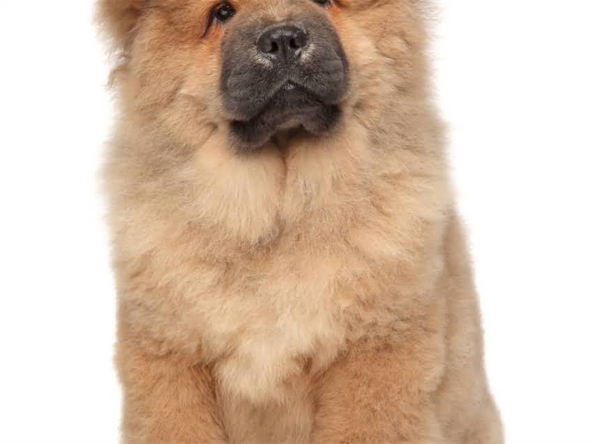 图片 幼猫喂养指南：必须知道猫粮与辅食的科学配比及注意事项（附专业喂养方案）.jpg