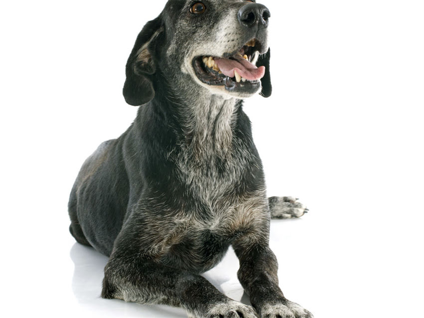 图片 幼猫四个月接种疫苗全指南：时间选择、流程与注意事项.jpg