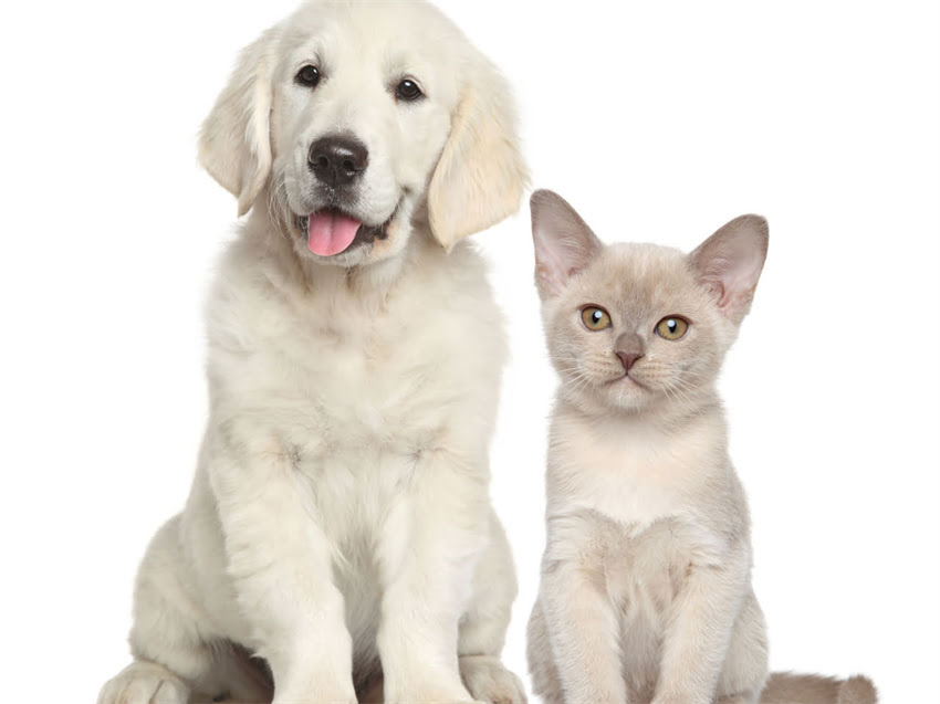 图片 幼猫多久不喝奶会饿死？科学猫咪断奶周期与生存极限.jpg