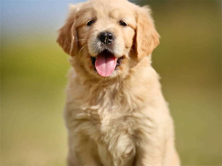 图片 幼猫多久不喝奶会饿死？科学猫咪断奶周期与生存极限1.jpg