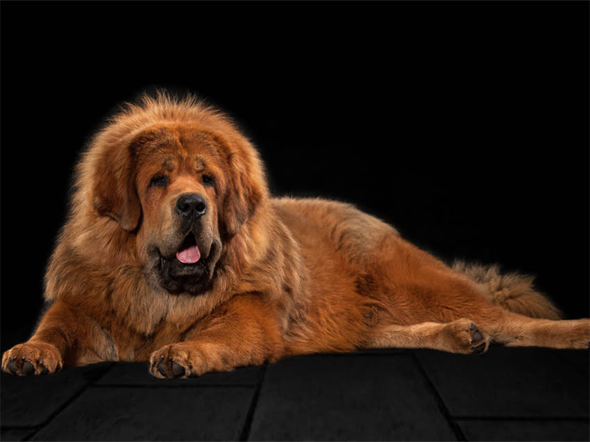 图片 幼猫总偷吃大猫猫粮？3大隐患+科学解决方案全.jpg