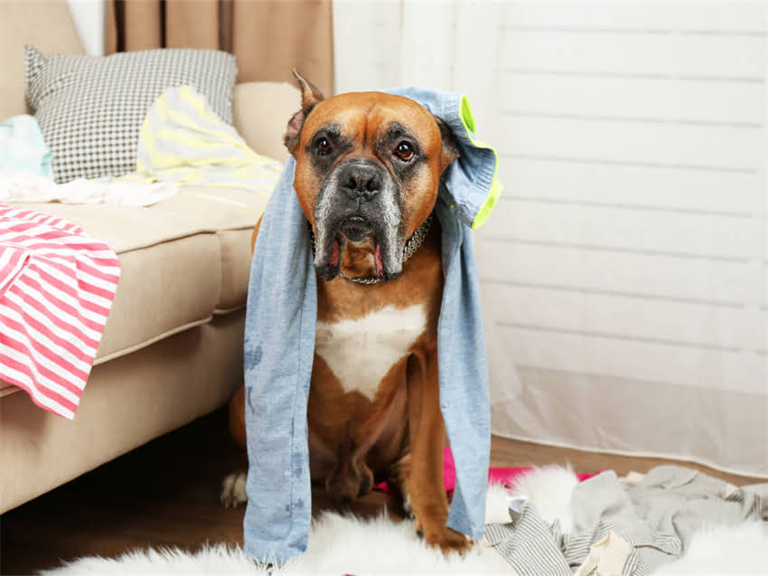 图片 幼猫成猫每日食量科学指南：如何正确计算猫咪每日猫粮摄入量？1.jpg