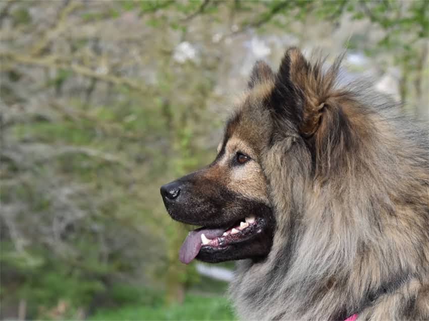 图片 幼猫打完疫苗后睡觉正常吗？全面疫苗后护理要点.jpg