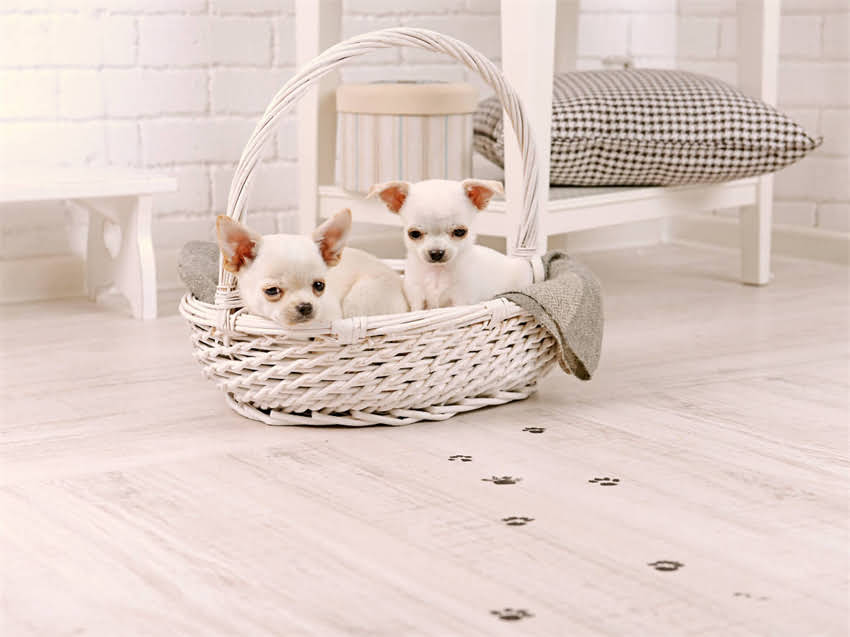 图片 幼猫打完疫苗后睡觉正常吗？全面疫苗后护理要点1.jpg