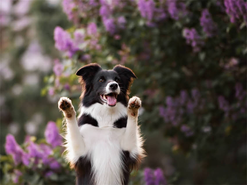 图片 幼猫打完疫苗后睡觉正常吗？全面疫苗后护理要点2.jpg