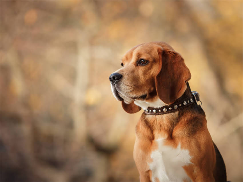 图片 幼猫接种狂犬疫苗后出现过敏反应？症状识别与科学应对指南（附紧急处理流程）1.jpg