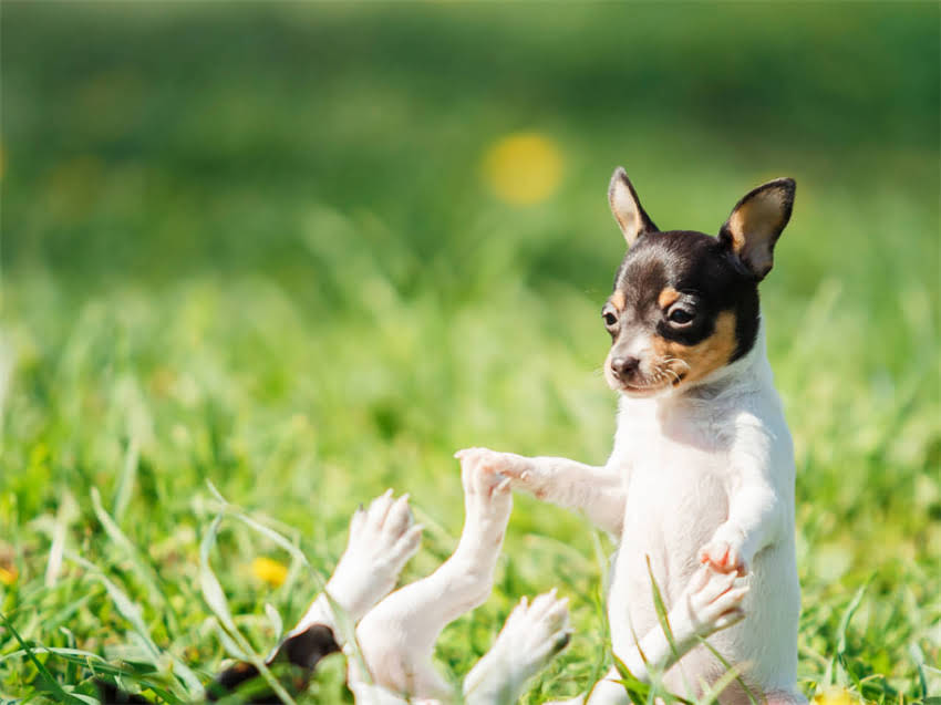 图片 幼猫疫苗时间表全：科学接种时间+注意事项（附中国小动物医师协会指南）1.jpg