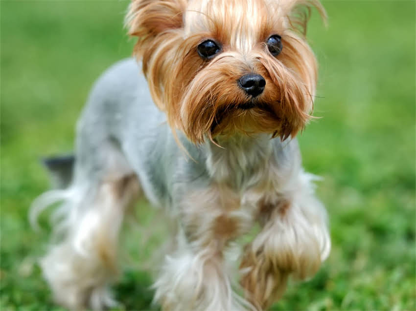 图片 幼猫疫苗时间表全：科学接种时间+注意事项（附中国小动物医师协会指南）2.jpg