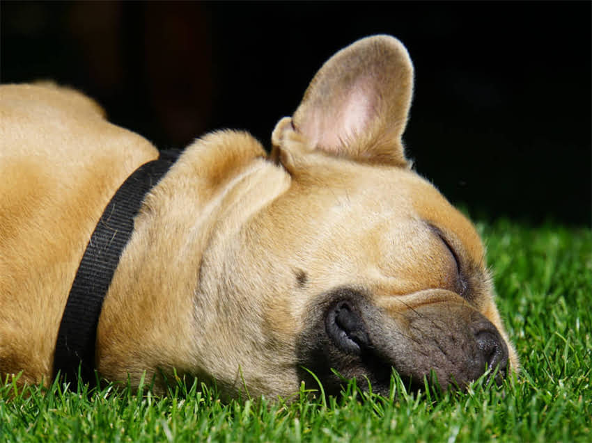 图片 幼猫疫苗费用全：多少钱一针？注意事项及接种流程指南1.jpg