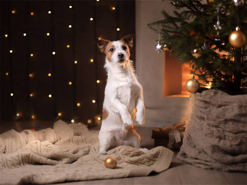 图片 幼猫粮30克喂食指南：科学喂养量+营养配比+常见误区全2.jpg