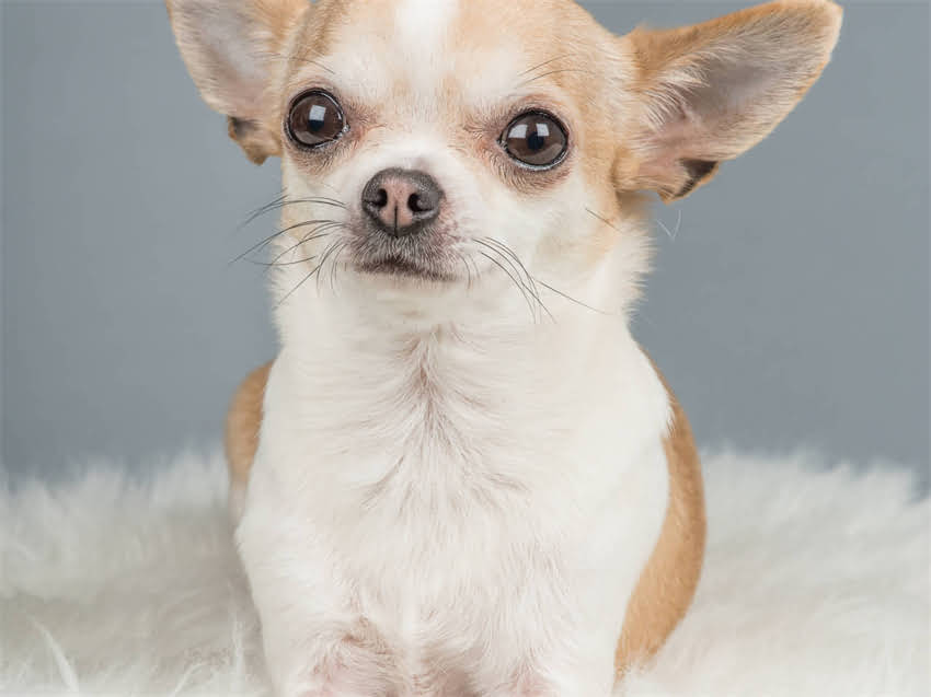 图片 幼猫粮什么时候停喂？幼猫多大换粮最科学？资深营养师详解全周期喂养指南1.jpg