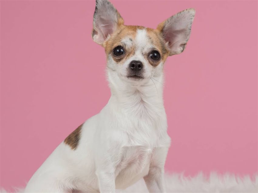 图片 幼猫肠胃脆弱怎么办？5款黄金猫粮推荐+科学喂养指南1.jpg