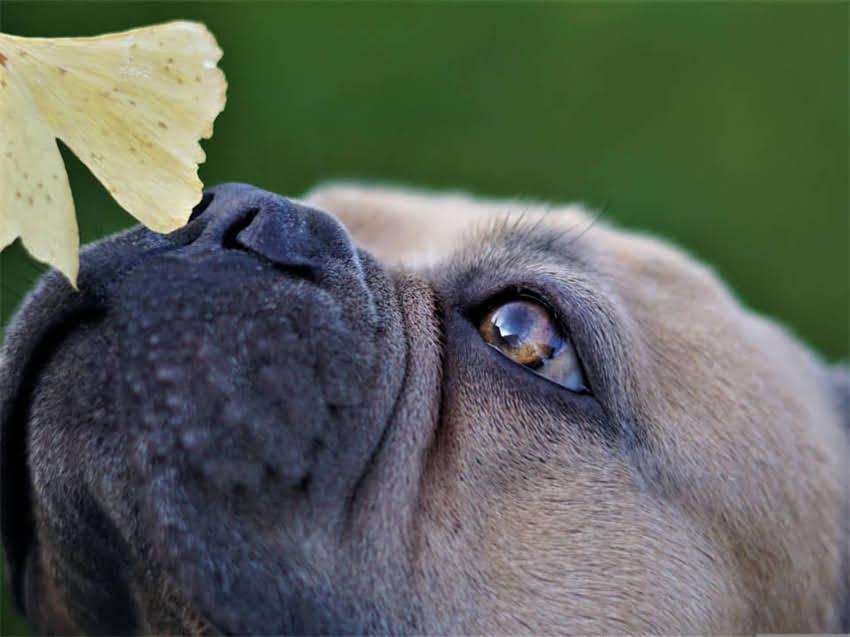 图片 幼猫肠胃脆弱怎么办？5款黄金猫粮推荐+科学喂养指南2.jpg