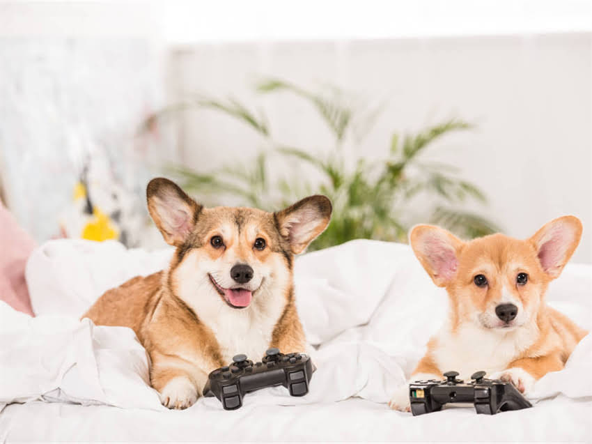 图片 广东专业小狗训练学校｜宠物行为矫正与技能培训全攻略（最新指南）.jpg