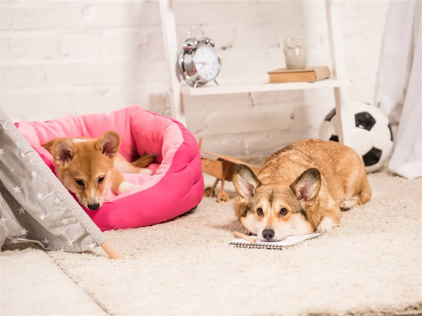 图片 广东专业小狗训练学校｜宠物行为矫正与技能培训全攻略（最新指南）1.jpg