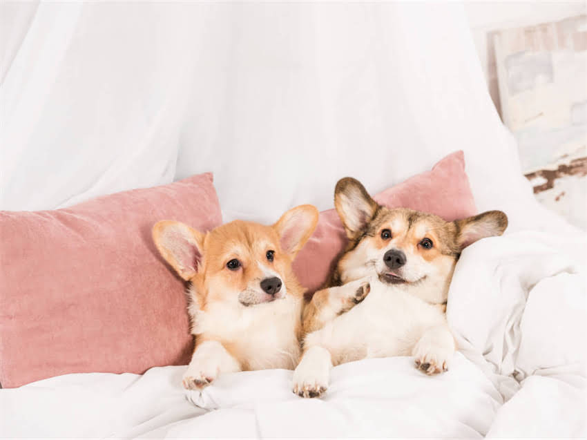 图片 广东专业小狗训练学校｜宠物行为矫正与技能培训全攻略（最新指南）2.jpg