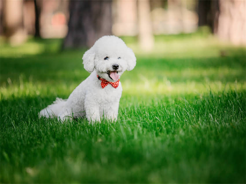 图片 广州哪里买吉娃娃？这份超全宠物店&宠物医院推荐攻略（附真实避坑指南）🐾.jpg