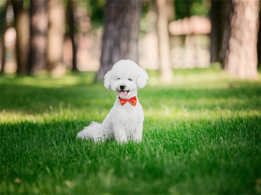 图片 广州哪里买吉娃娃？这份超全宠物店&宠物医院推荐攻略（附真实避坑指南）🐾1.jpg
