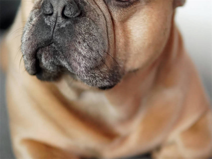 图片 广州哪里买吉娃娃？这份超全宠物店&宠物医院推荐攻略（附真实避坑指南）🐾2.jpg