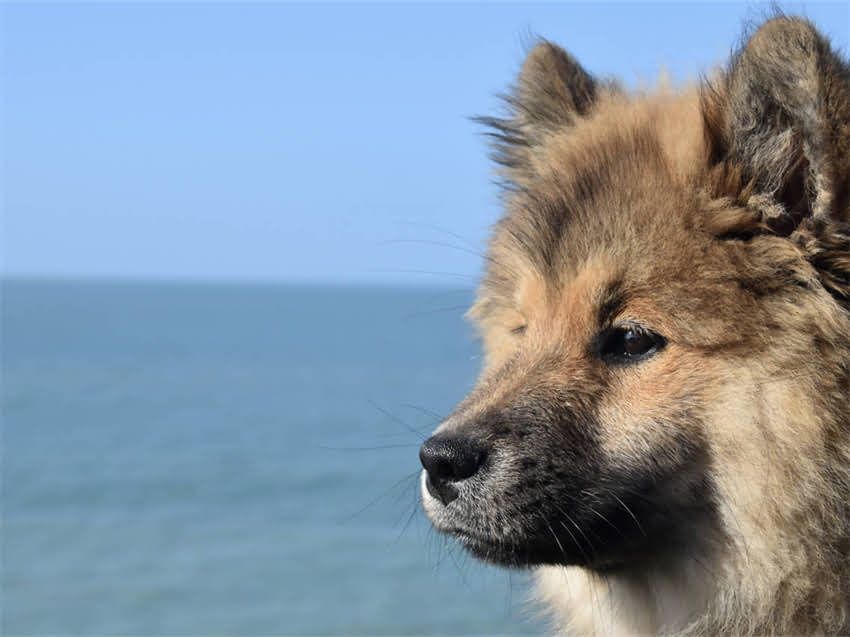 图片 广州纯种博美犬推荐：最新排行榜及饲养指南（附购买渠道）.jpg