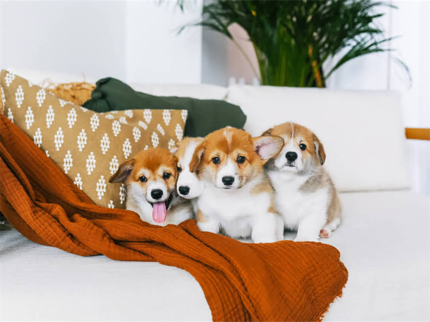 图片 广州纯种金毛犬价格最新行情：品种、价格区间及选购指南1.jpg