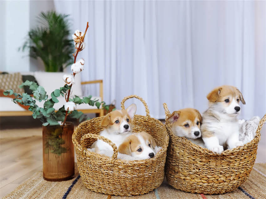 图片 广州纯种金毛犬价格最新行情：品种、价格区间及选购指南2.jpg