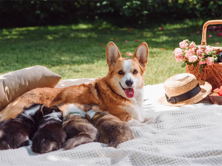 图片 广州萨摩耶犬价格多少钱一只？最新价格表+选购指南.jpg