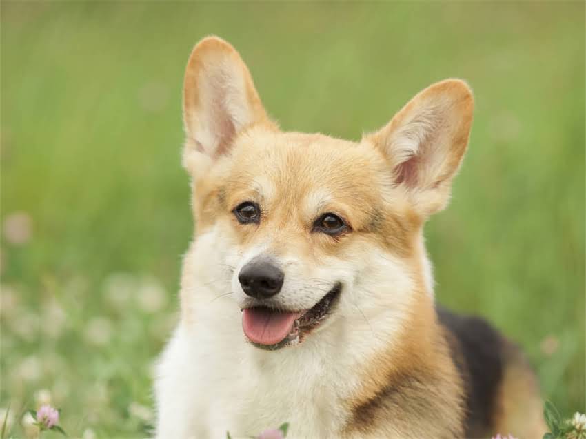 图片 广州萨摩耶犬价格多少钱一只？最新价格表+选购指南1.jpg