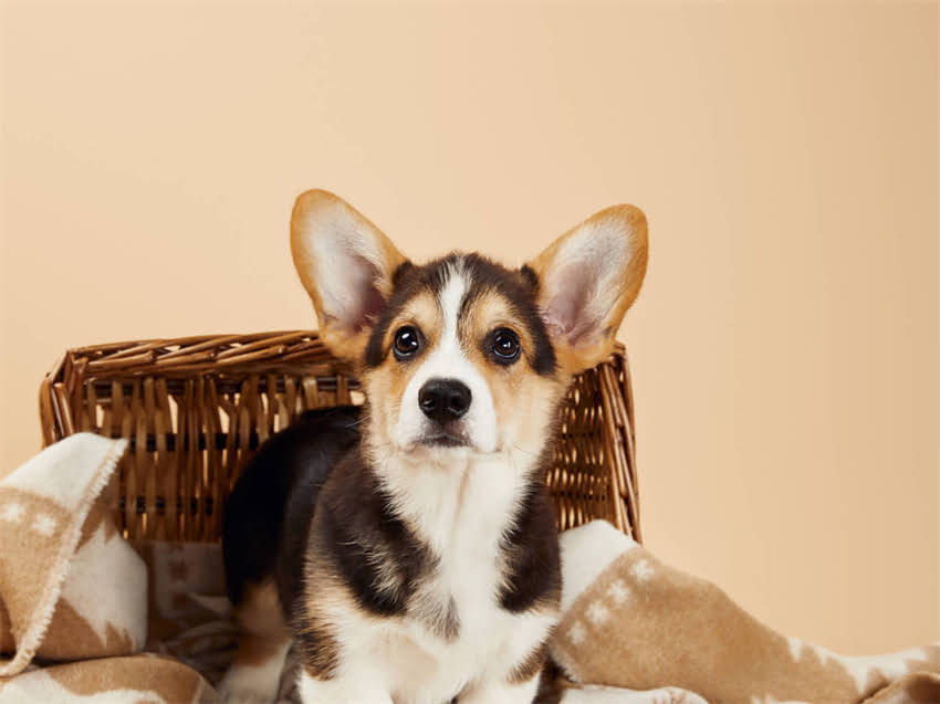 图片 广州金毛犬购买全攻略：正规犬舍、宠物市场、线上平台及注意事项.jpg