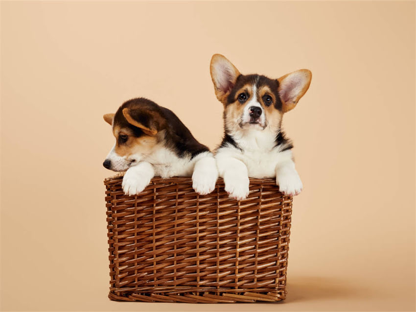 图片 广州金毛犬购买全攻略：正规犬舍、宠物市场、线上平台及注意事项2.jpg