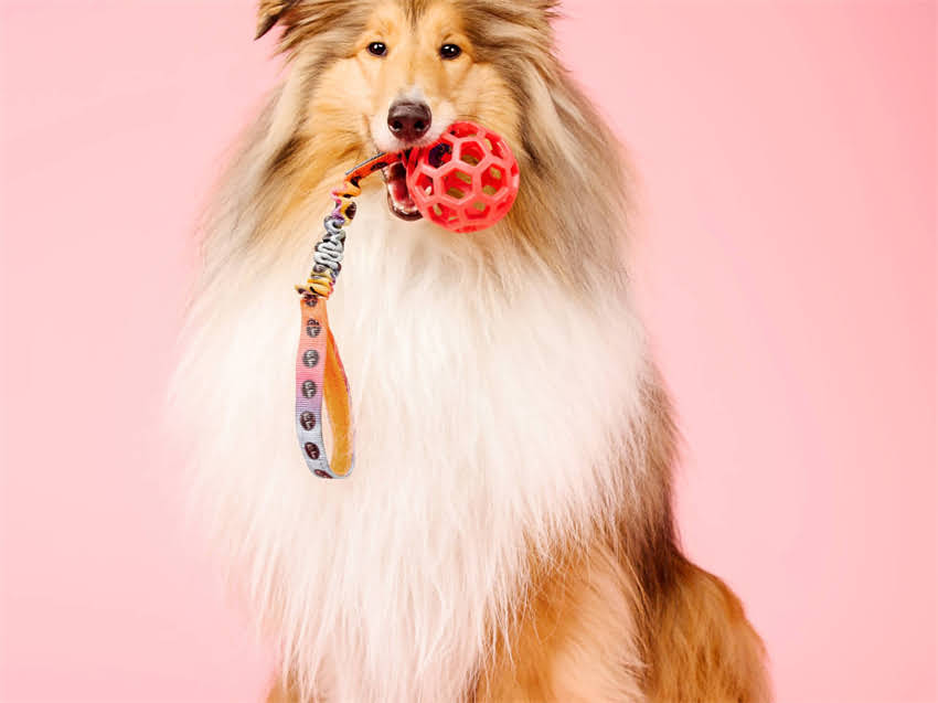 图片 广西专业狗狗训练基地｜科学训犬教学｜家庭工作犬训练解决方案2.jpg