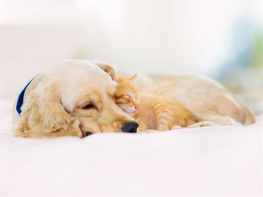 图片 库尔勒狗狗疫苗全攻略：科学接种时间表+常见疾病预防+专业机构选择指南1.jpg