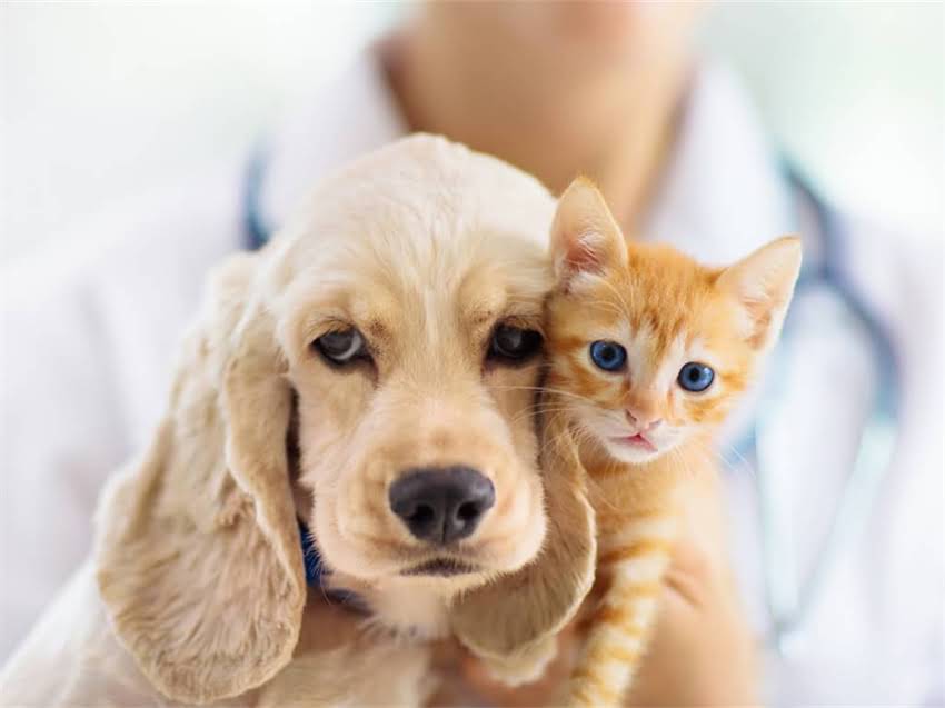 图片 库尔勒狗狗疫苗全攻略：科学接种时间表+常见疾病预防+专业机构选择指南2.jpg