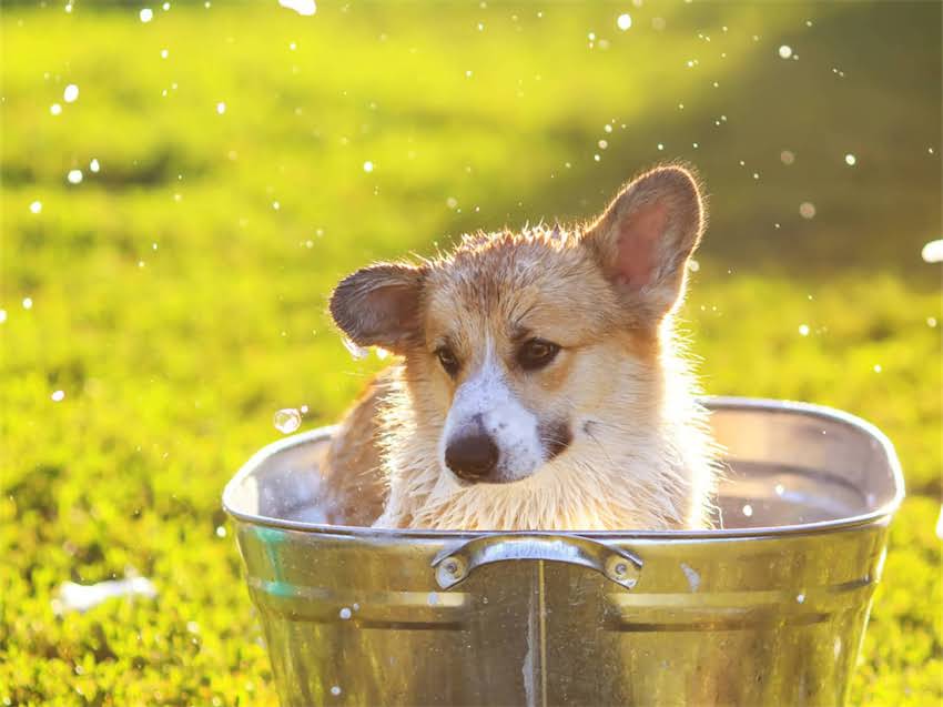 图片 延庆吉娃娃价格参考｜最新购买指南（附品种对比+避坑攻略）2.jpg