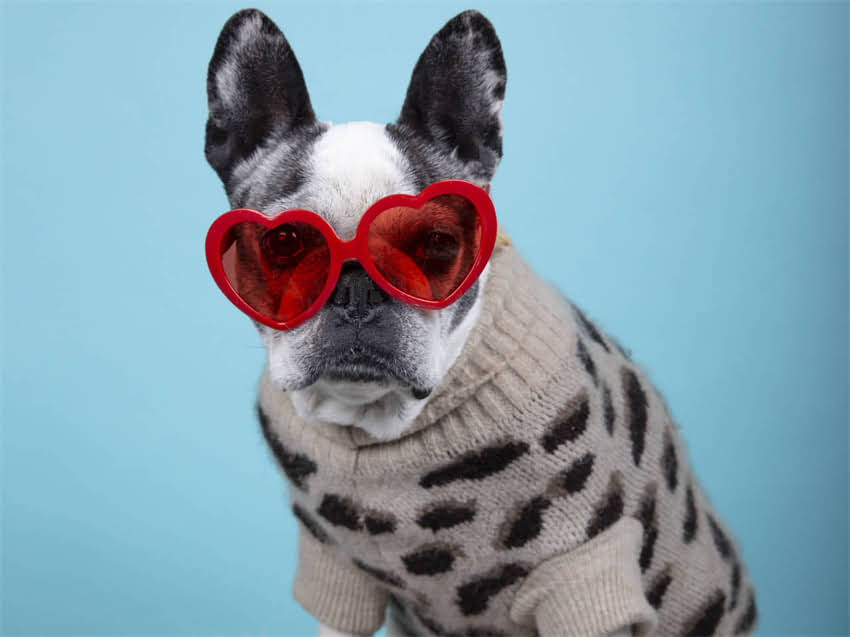 图片 弓形虫疫苗是什么？为什么需要接种？.jpg