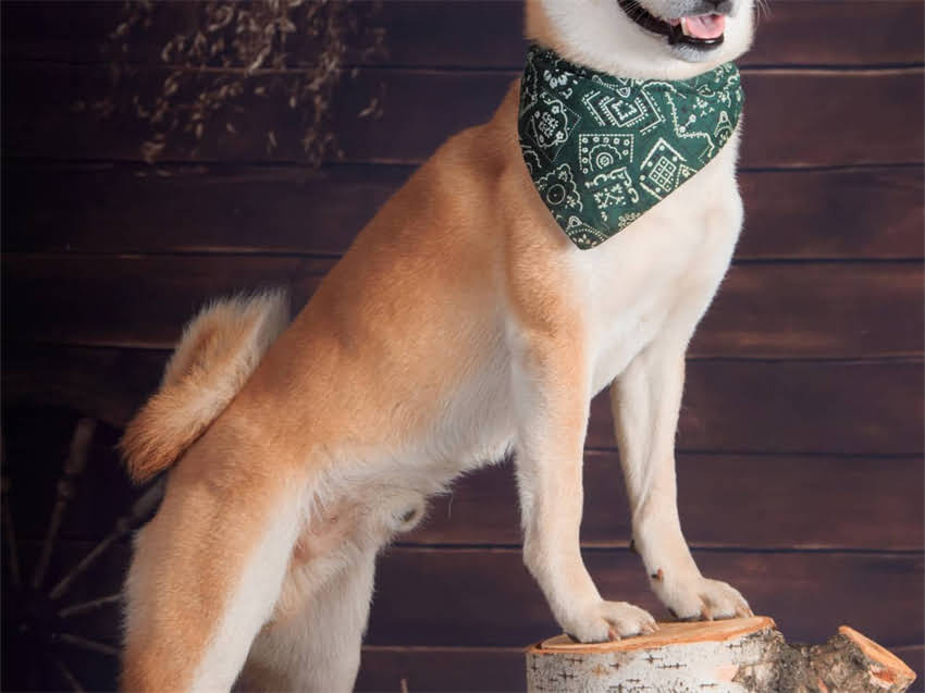 图片 彭布罗克柯基犬智商排名出炉！训练与养护全攻略，养宠必看！1.jpg