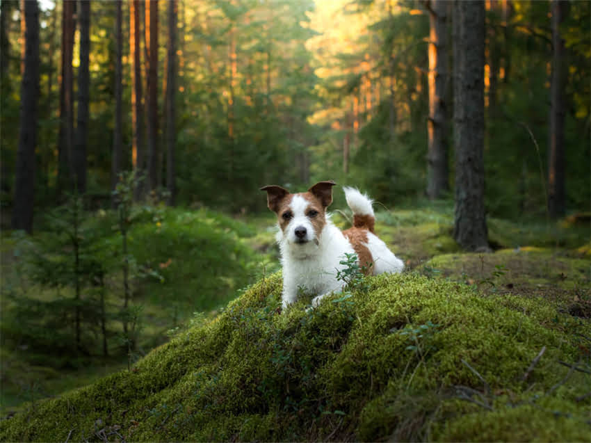 图片 很多贵宾犬主人都有这样的困扰：.jpg