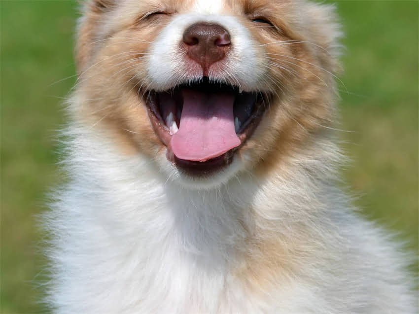 图片 德国牧羊犬幼犬驱虫时间表：出生后多久开始？科学指南助你守护爱犬健康.jpg